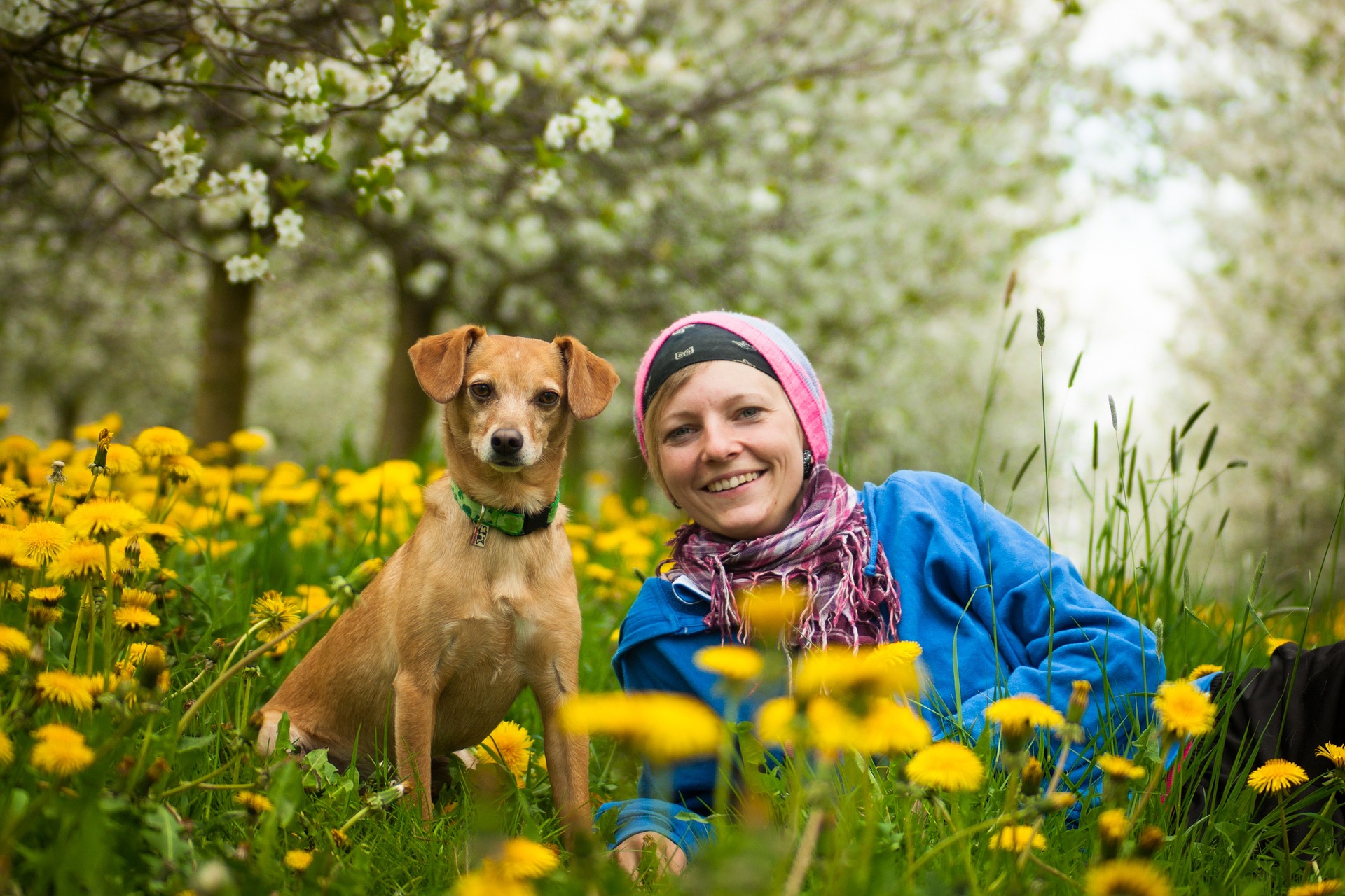 Dog with lady in Flower Field